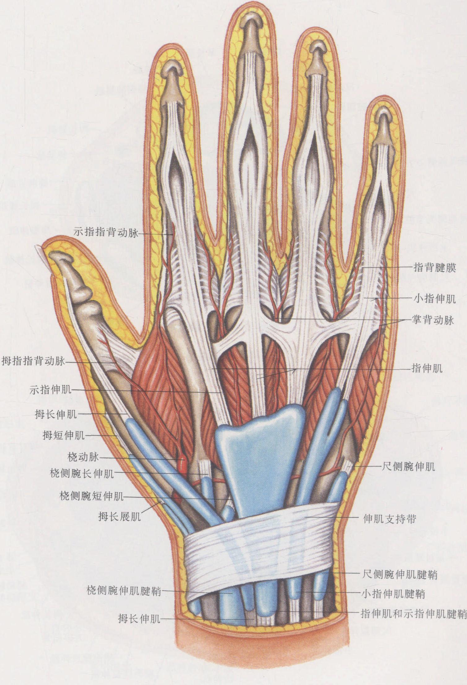图7-29 手背侧的肌肉、腱鞘和血管